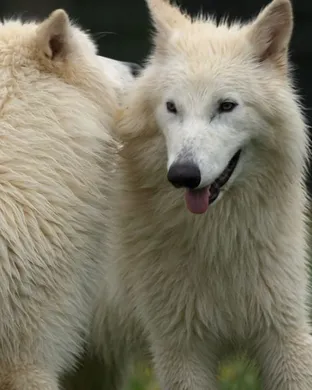 Dire Wolf Cleveland